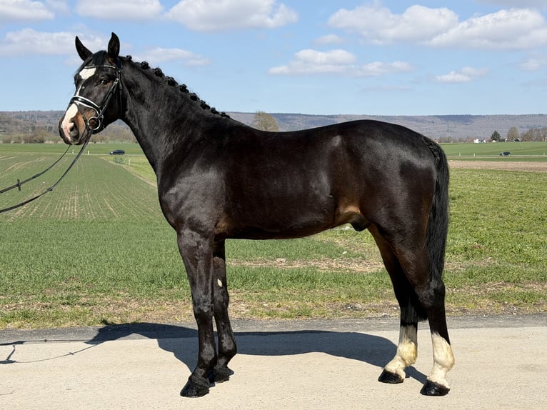 Zwaar warmbloed Ruin 3 Jaar 167 cm Donkerbruin in Riedlingen