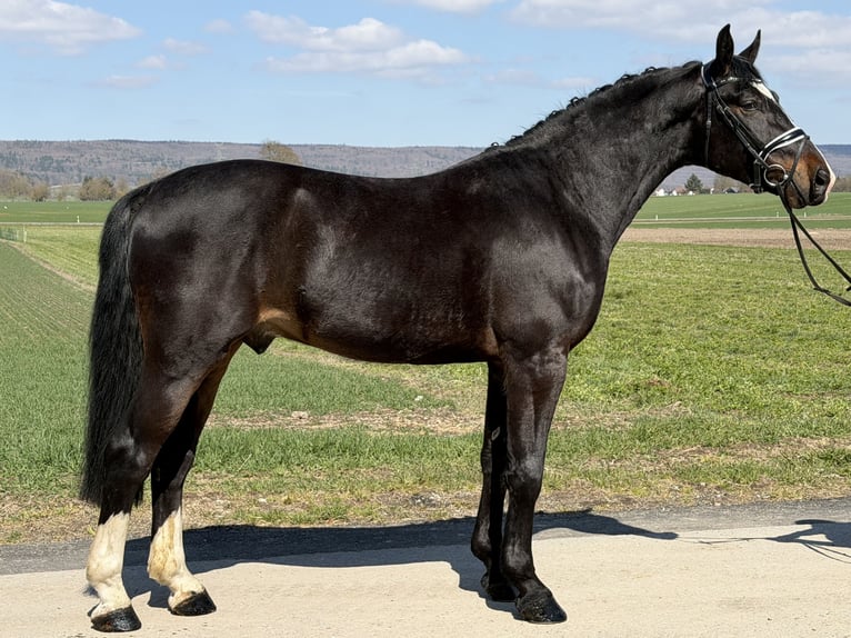 Zwaar warmbloed Ruin 3 Jaar 167 cm Donkerbruin in Riedlingen