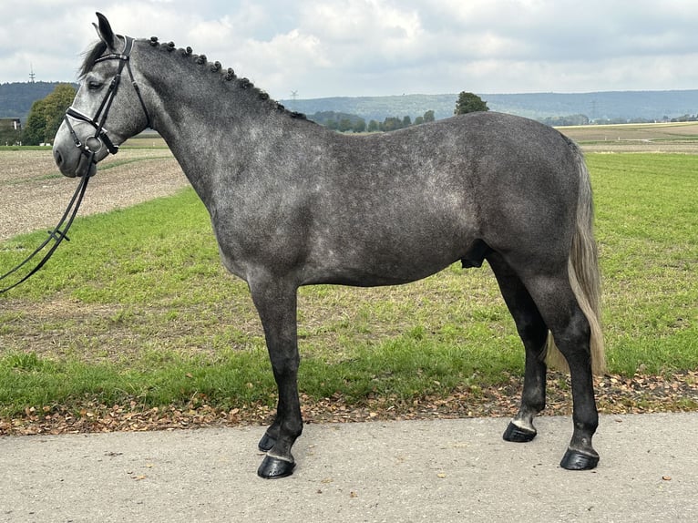 Zwaar warmbloed Ruin 3 Jaar 167 cm Schimmel in Riedlingen