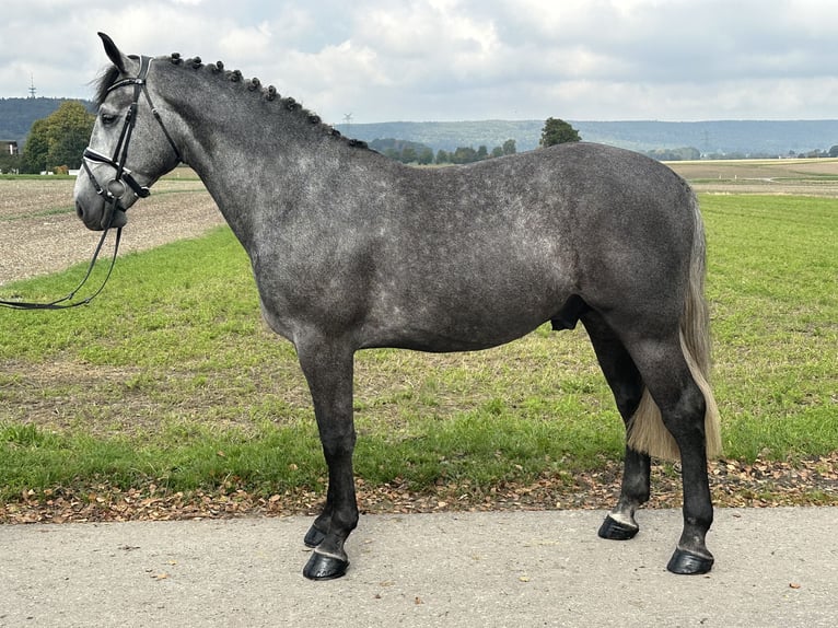 Zwaar warmbloed Ruin 3 Jaar 167 cm Schimmel in Riedlingen