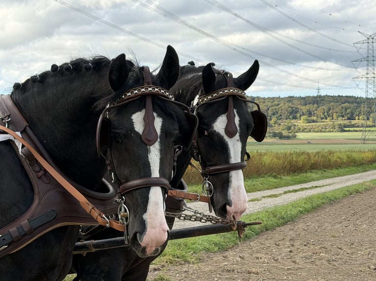 Zwaar warmbloed Ruin 3 Jaar 167 cm Zwart in Riedlingen