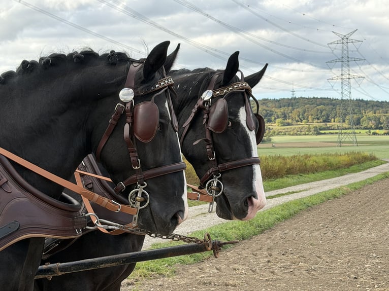Zwaar warmbloed Ruin 3 Jaar 167 cm Zwart in Riedlingen
