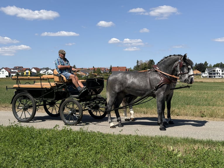 Zwaar warmbloed Ruin 3 Jaar 168 cm Appelschimmel in Riedlingen