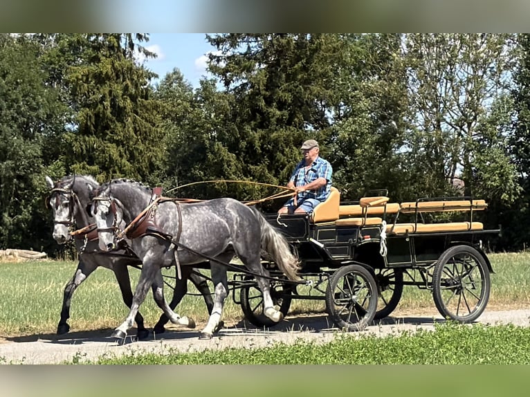 Zwaar warmbloed Ruin 3 Jaar 168 cm Appelschimmel in Riedlingen