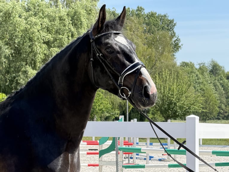 Zwaar warmbloed Ruin 3 Jaar 168 cm Donkerbruin in Riedlingen