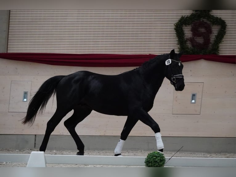 Zwaar warmbloed Ruin 3 Jaar 170 cm Zwart in Hermsdorf