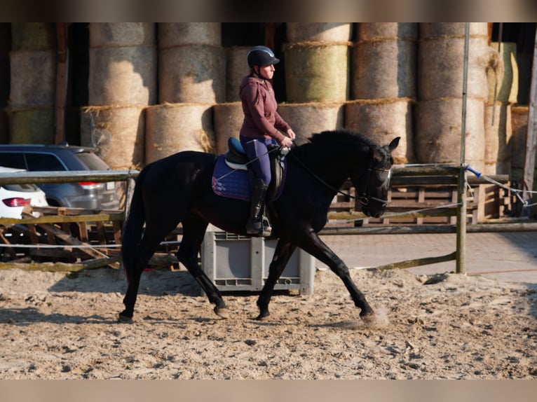 Zwaar warmbloed Ruin 3 Jaar 170 cm Zwart in Hermsdorf