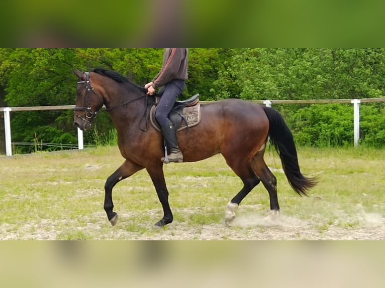 Zwaar warmbloed Ruin 3 Jaar Bruin in Kamenz