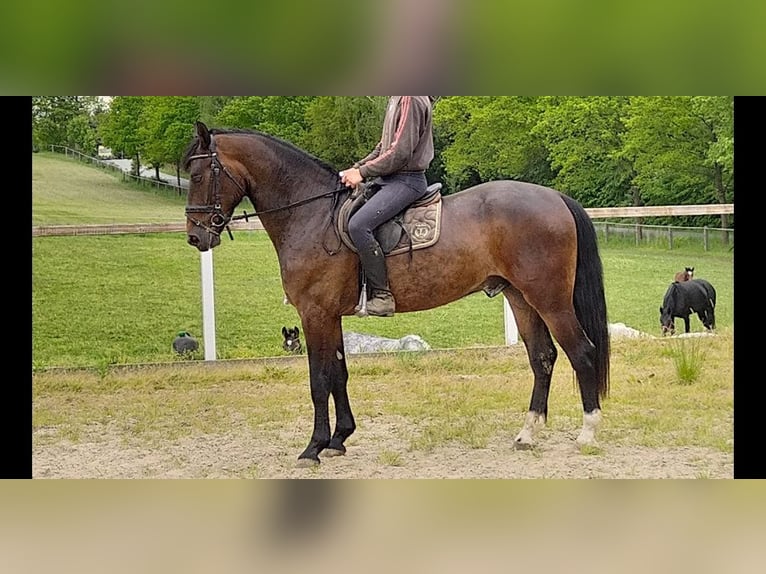 Zwaar warmbloed Ruin 3 Jaar Bruin in Kamenz