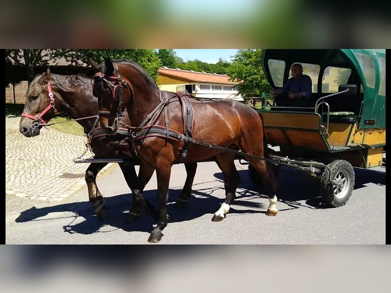 Zwaar warmbloed Ruin 3 Jaar Bruin in Kamenz