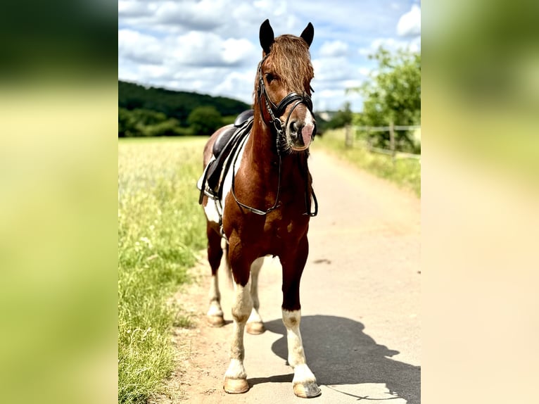 Zwaar warmbloed Ruin 4 Jaar 155 cm Gevlekt-paard in Saarland