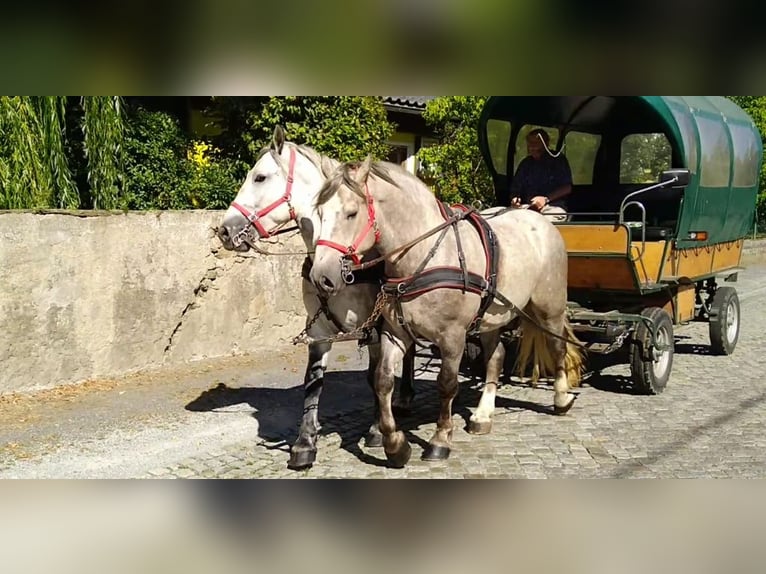Zwaar warmbloed Ruin 4 Jaar 157 cm Schimmel in Kamenz