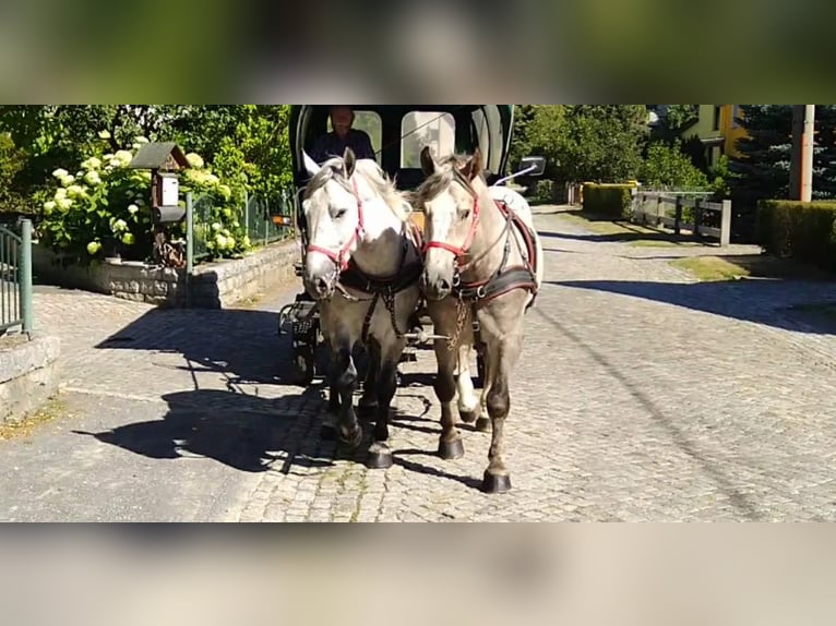 Zwaar warmbloed Ruin 4 Jaar 157 cm Schimmel in Kamenz