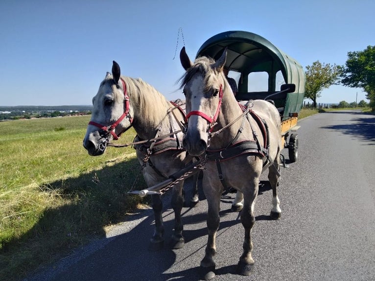 Zwaar warmbloed Ruin 4 Jaar 157 cm Schimmel in Kamenz
