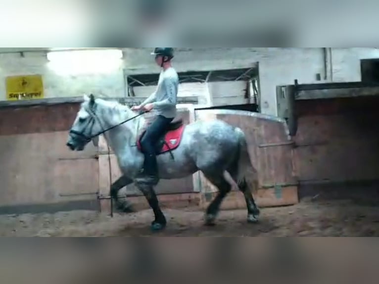 Zwaar warmbloed Ruin 4 Jaar 157 cm Schimmel in Kamenz