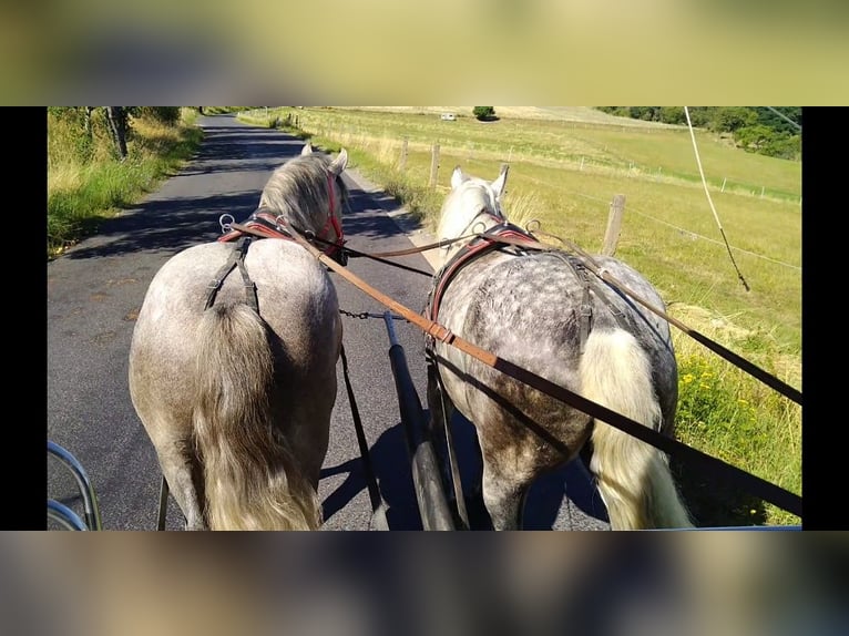 Zwaar warmbloed Ruin 4 Jaar 157 cm Schimmel in Kamenz