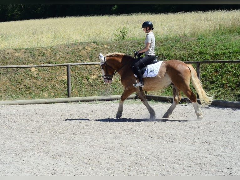 Zwaar warmbloed Ruin 4 Jaar 157 cm Vos in Wellheim