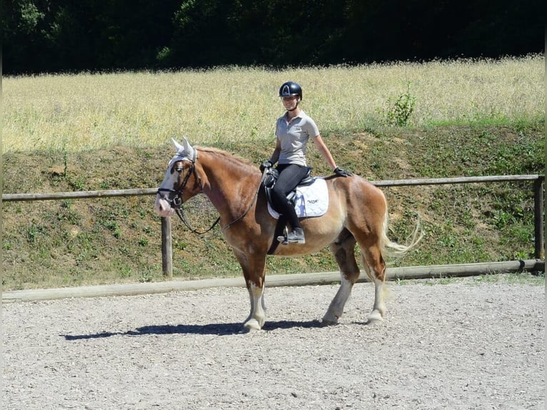 Zwaar warmbloed Ruin 4 Jaar 157 cm Vos in Wellheim