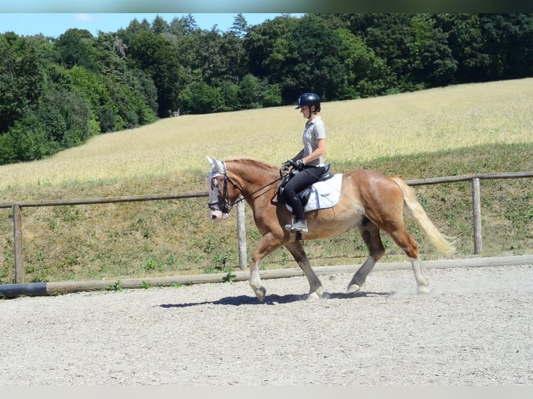 Zwaar warmbloed Ruin 4 Jaar 157 cm Vos in Wellheim