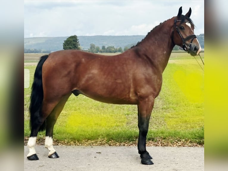 Zwaar warmbloed Mix Ruin 4 Jaar 160 cm Bruin in Ellwangen (Jagst)