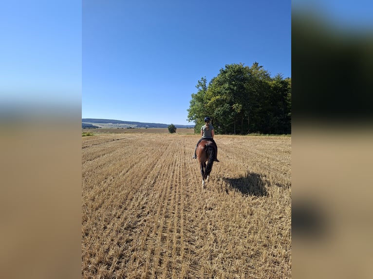 Zwaar warmbloed Mix Ruin 4 Jaar 160 cm Bruin in Ellwangen (Jagst)
