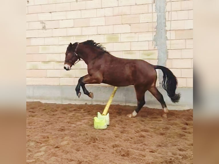 Zwaar warmbloed Mix Ruin 4 Jaar 160 cm Bruin in Ellwangen (Jagst)