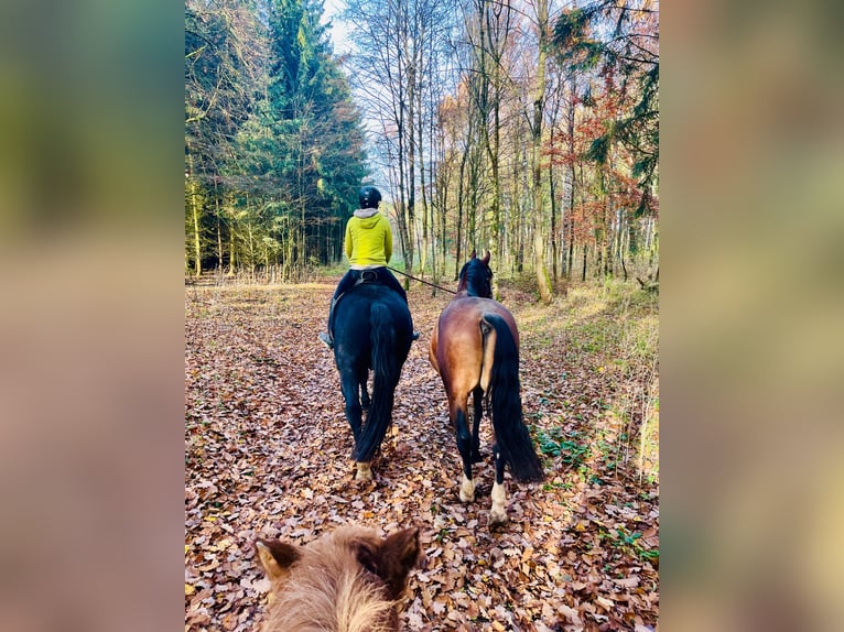Zwaar warmbloed Mix Ruin 4 Jaar 160 cm Bruin in Ellwangen (Jagst)