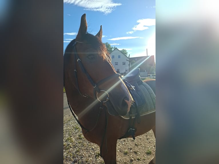 Zwaar warmbloed Mix Ruin 4 Jaar 160 cm Bruin in Ellwangen (Jagst)