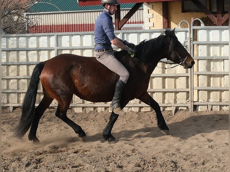 Zwaar warmbloed Mix Ruin 4 Jaar 162 cm Donkere-vos in Buttstädt