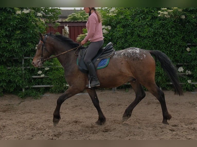 Zwaar warmbloed Mix Ruin 4 Jaar 162 cm Donkere-vos in Buttstädt
