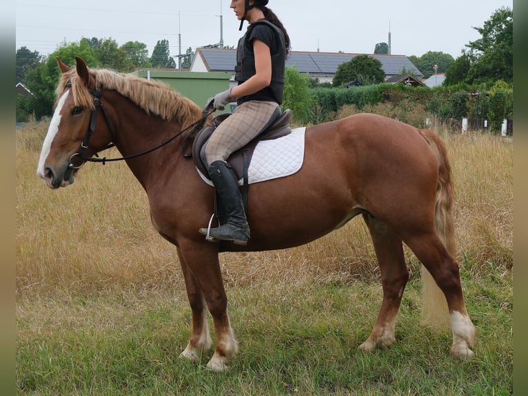Zwaar warmbloed Mix Ruin 4 Jaar 162 cm Donkere-vos in Buttstädt
