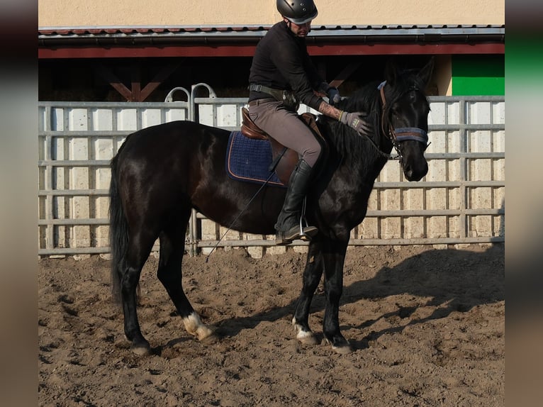 Zwaar warmbloed Mix Ruin 4 Jaar 162 cm Donkere-vos in Buttstädt