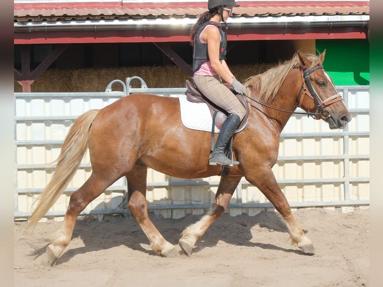 Zwaar warmbloed Mix Ruin 4 Jaar 162 cm Donkere-vos in Buttstädt