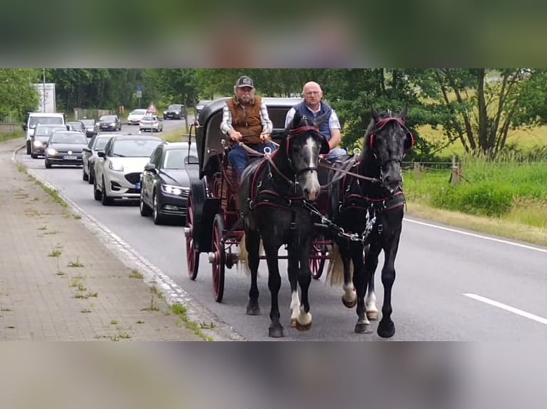 Zwaar warmbloed Ruin 4 Jaar 162 cm Schimmel in Kamenz