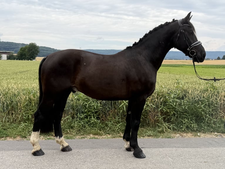 Zwaar warmbloed Ruin 4 Jaar 162 cm Zwart in Riedlingen