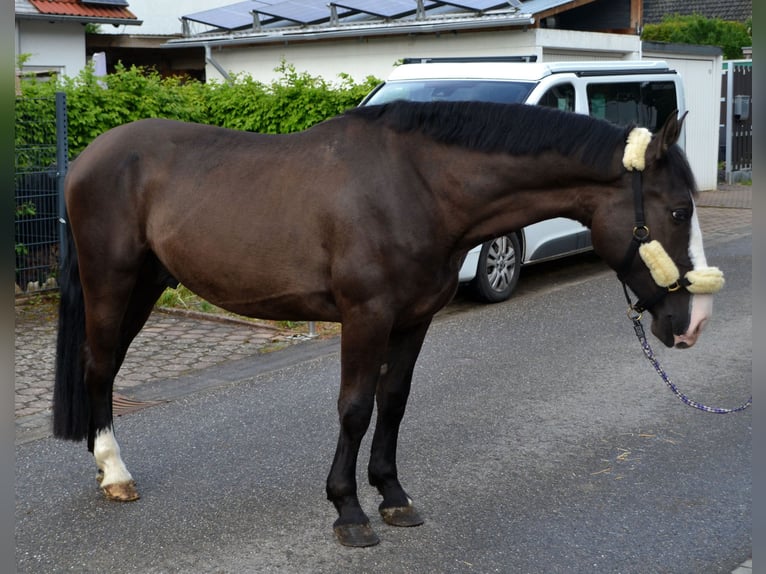 Zwaar warmbloed Ruin 4 Jaar 162 cm Zwart in Bretten