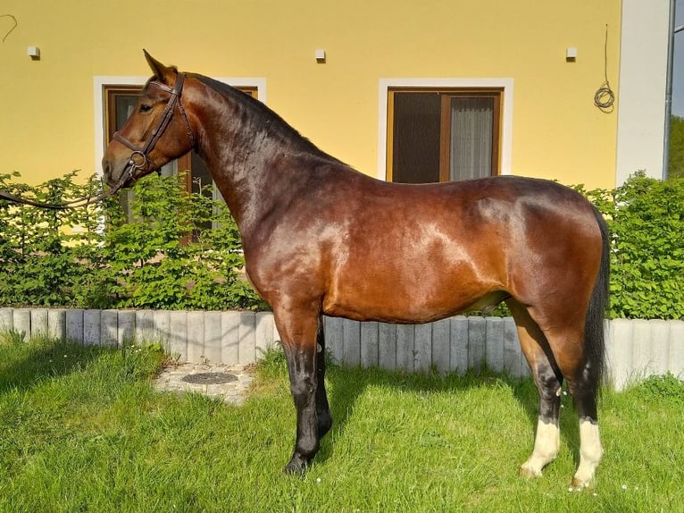 Zwaar warmbloed Ruin 4 Jaar 163 cm Bruin in Kamenz