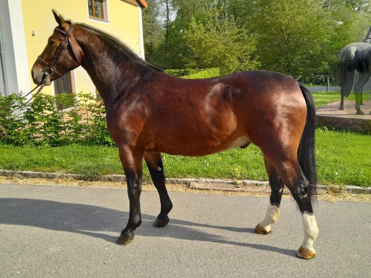 Zwaar warmbloed Ruin 4 Jaar 163 cm Bruin in Kamenz