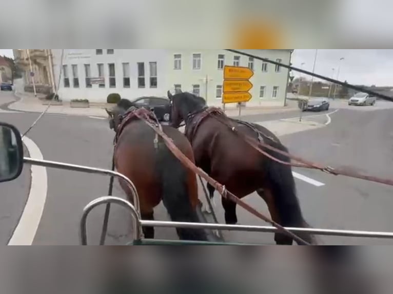 Zwaar warmbloed Ruin 4 Jaar 163 cm Bruin in Kamenz