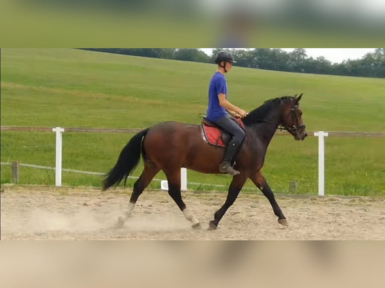 Zwaar warmbloed Ruin 4 Jaar 163 cm Bruin in Kamenz