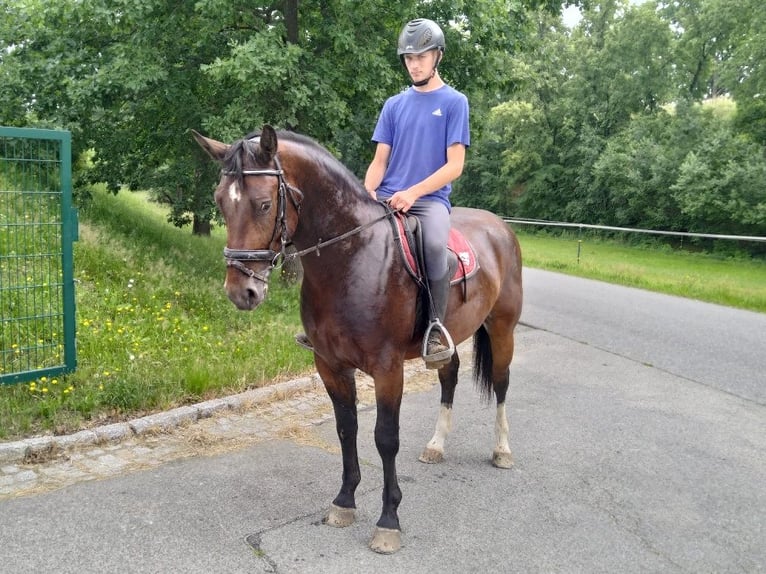 Zwaar warmbloed Ruin 4 Jaar 163 cm Bruin in Kamenz