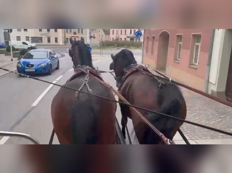 Zwaar warmbloed Ruin 4 Jaar 163 cm Bruin in Kamenz