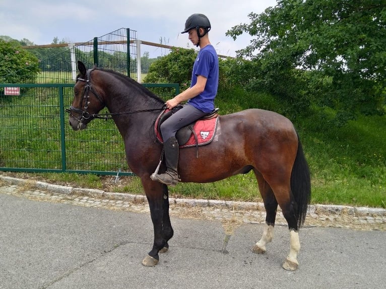 Zwaar warmbloed Ruin 4 Jaar 163 cm Bruin in Kamenz