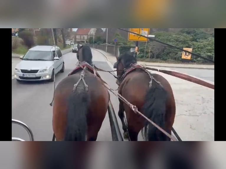 Zwaar warmbloed Ruin 4 Jaar 163 cm Bruin in Kamenz