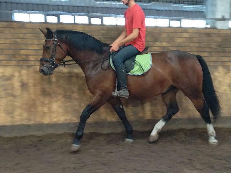 Zwaar warmbloed Ruin 4 Jaar 163 cm Bruin in Kamenz