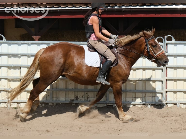 Zwaar warmbloed Mix Ruin 4 Jaar 163 cm Donkere-vos in Buttstädt