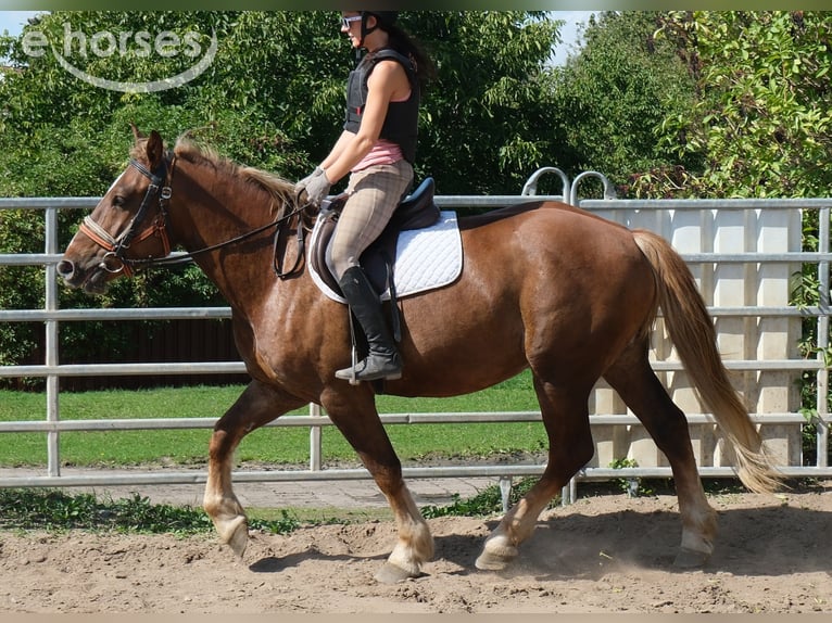 Zwaar warmbloed Mix Ruin 4 Jaar 163 cm Donkere-vos in Buttstädt