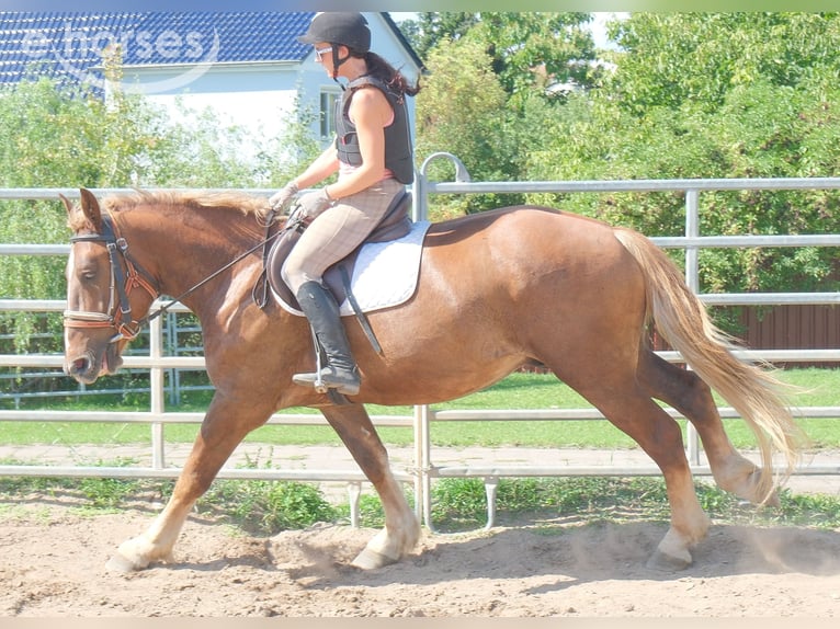 Zwaar warmbloed Mix Ruin 4 Jaar 163 cm Donkere-vos in Buttstädt