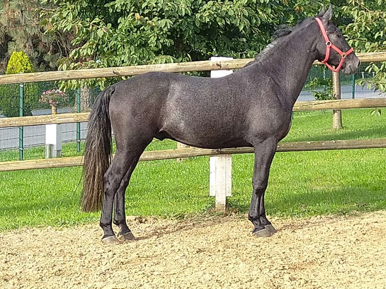 Zwaar warmbloed Ruin 4 Jaar 164 cm Zwartschimmel in Kamenz