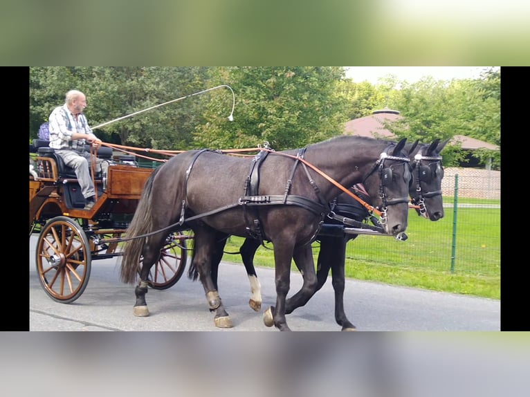 Zwaar warmbloed Ruin 4 Jaar 164 cm Zwartschimmel in Kamenz